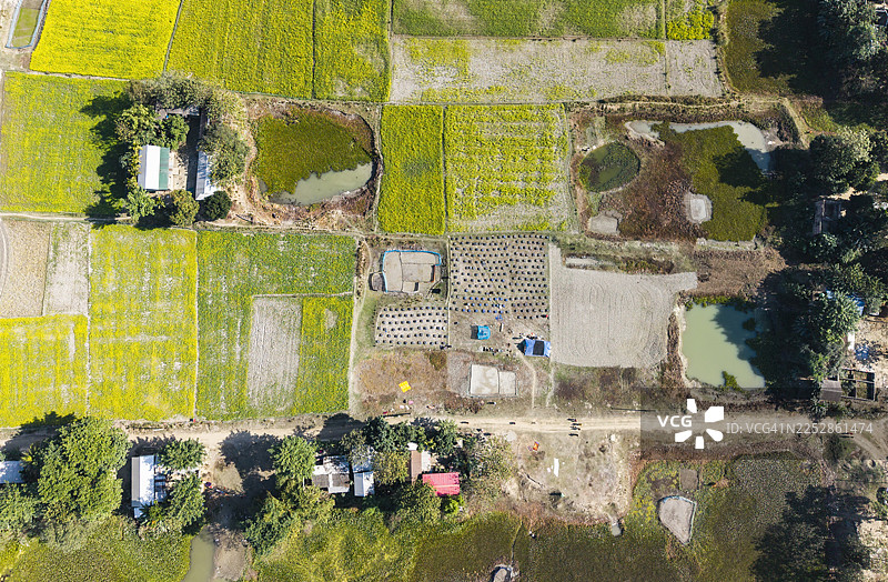 航拍视角下，成排的蜂箱整齐地排列在盛开的芥菜花田旁。图片素材