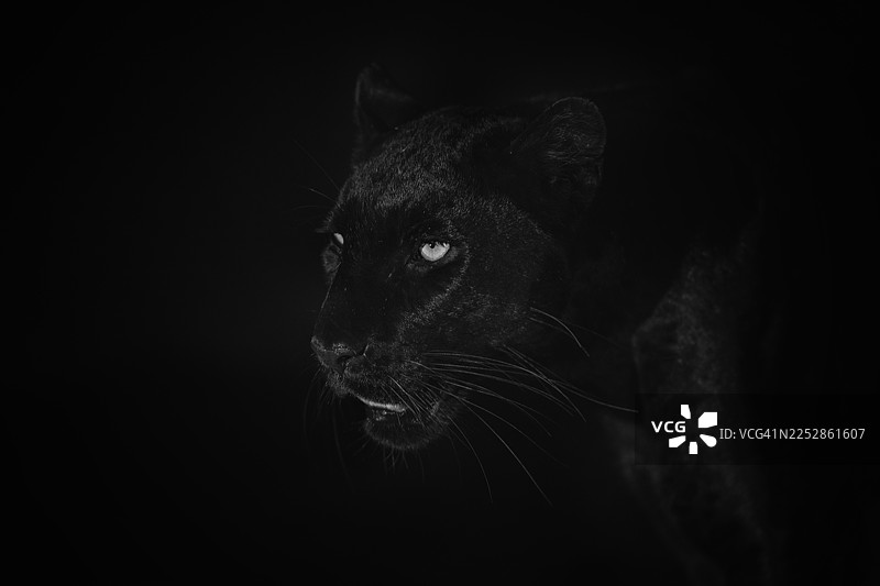 黑豹，吉萨，深色背景图片素材