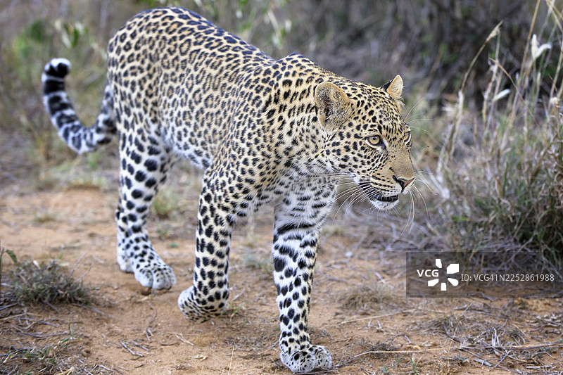 肯尼亚莱基皮亚雄伟的雄性豹子正在狩猎图片素材
