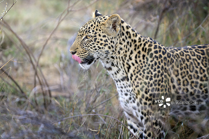 肯尼亚莱基皮亚，雄伟的雄性豹子正在捕猎图片素材
