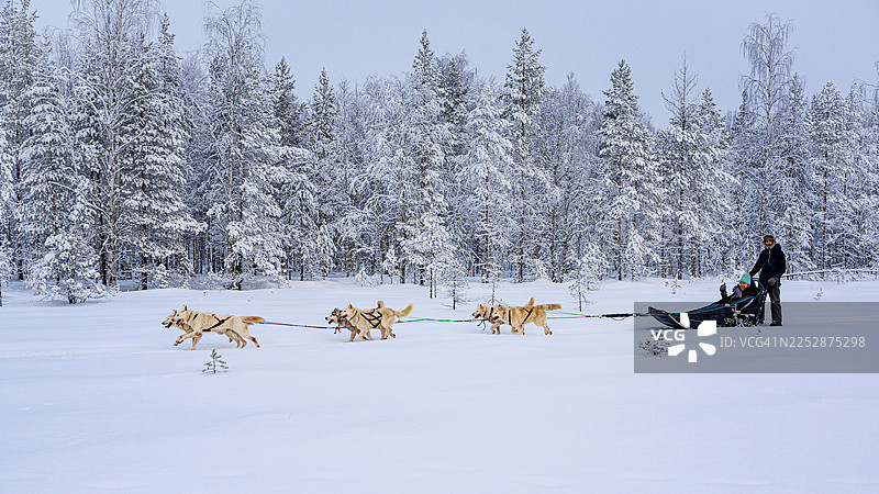 游客在雪林中乘坐雪橇犬图片素材