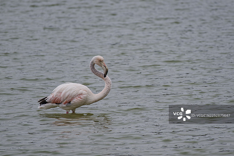 火烈鸟特写图片素材