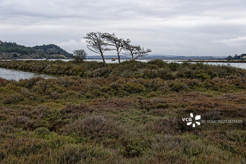 阴沉天空下的三棵枯树图片素材