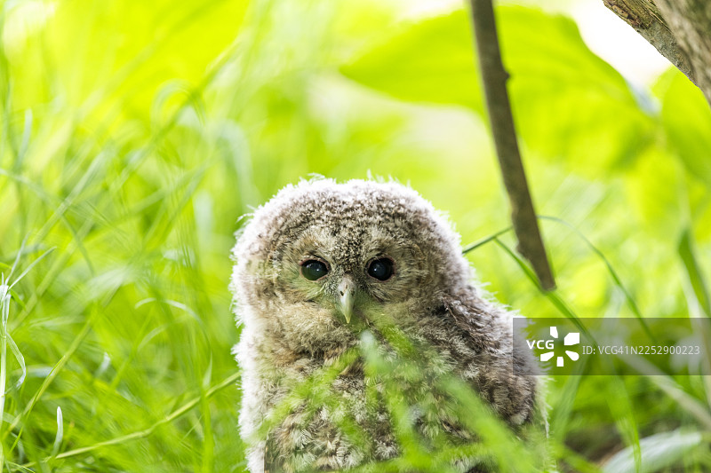 褐鹰鸮图片素材