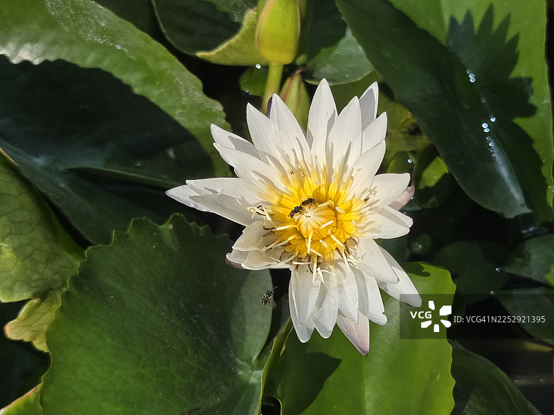 睡莲，莲花科，印度豆，莲属，莲科植物，池塘中的花朵，大花，椭圆形花蕾，花瓣顶端粉色渐尖，花瓣中心饱满，绿色大叶，长茎，自然环境背景图片素材