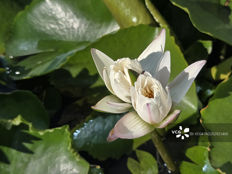 睡莲，印度豆，莲花科，睡莲属，莲花，池塘里的花，椭圆形的花蕾，粉色，花瓣末端尖，花瓣中心饱满，绿色大叶子，长茎，自然环境背景图片素材