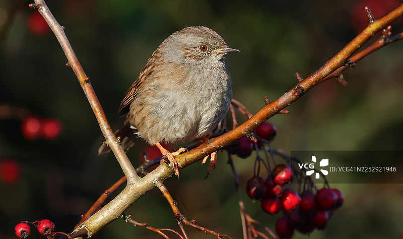 一只可爱的普通鹪鹩（Prunella modularis）栖息在山楂树的树枝上。图片素材