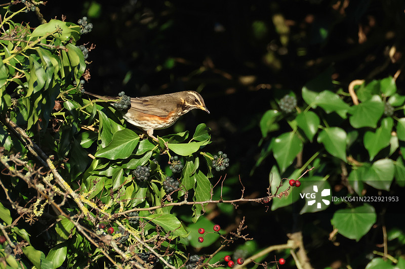 一只迁徙的红翅鸫（Turdus iliacus）栖息在常春藤丛中，正在食用果实。图片素材