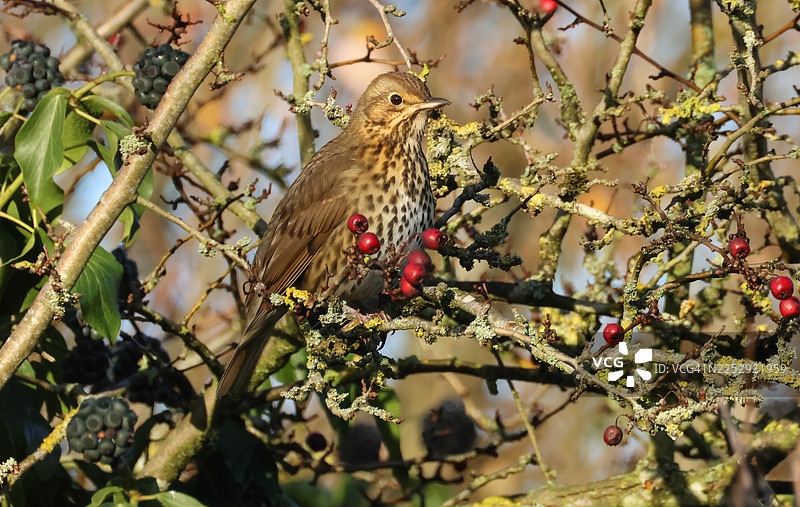 一只歌鸫（Turdus philomelos）栖息在山楂树的树枝上。图片素材