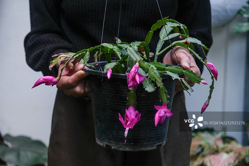 特写镜头，一名女子双手捧着一盆感恩节仙人掌（Schlumbergera）。图片素材