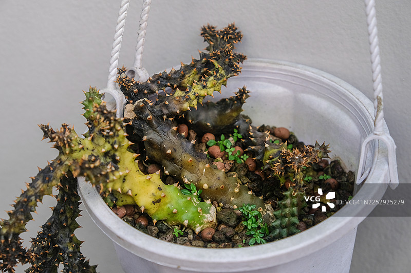 一盆患有腐烂问题的Edithcolea grandis。腐烂病症的特征是植物分解和腐败。图片素材