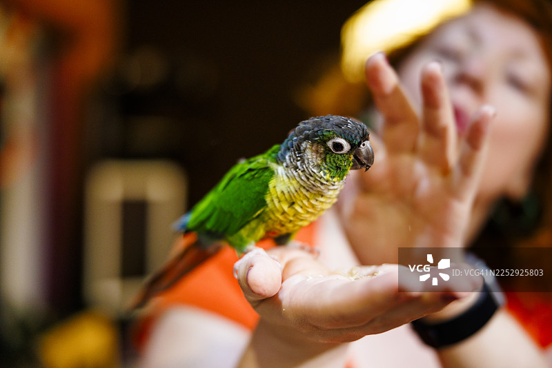 一只色彩斑斓的金刚鹦鹉张开手掌啄食种子。焦点集中在鸟身上，背景中有一位红发女子。图片素材