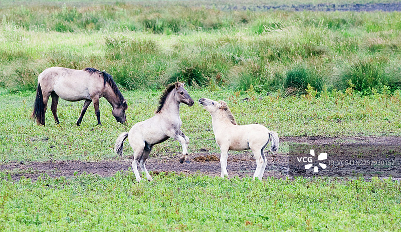 科尼克幼马图片素材