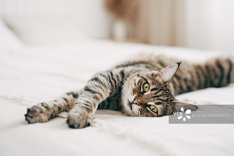 成年姜黄色猫咪在床上休息，特写。图片素材