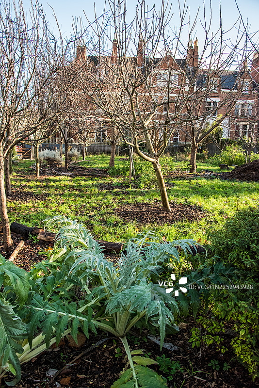 社区花园，种有朝鲜蓟，背景是圣马太教堂图片素材