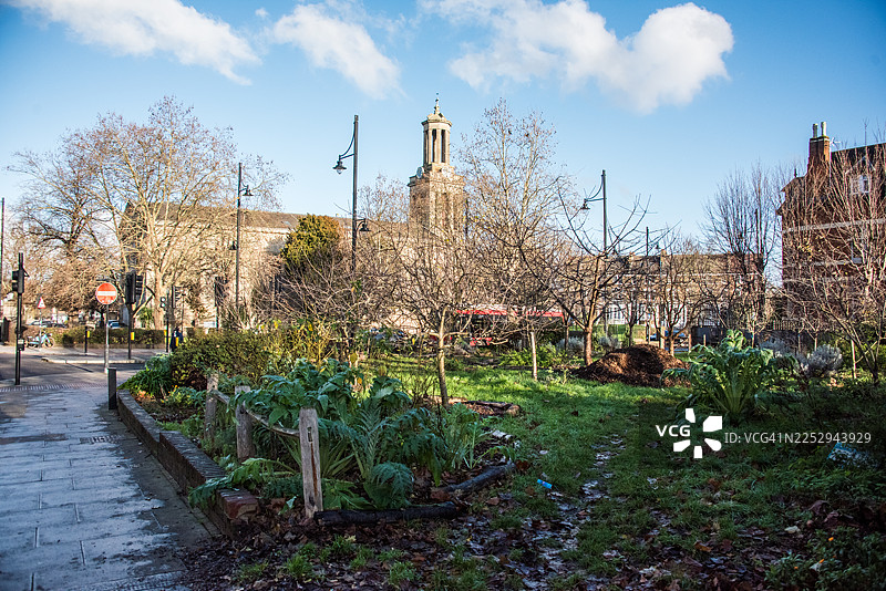 社区花园，内有朝鲜蓟植株和圣马太教堂图片素材
