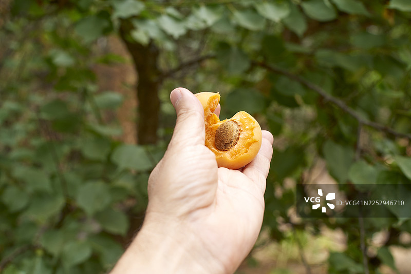 手持户外切半的杏子，可见果核图片素材