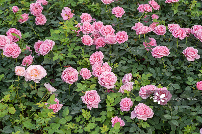 盛开的粉色玫瑰在玫瑰花园中。图片素材