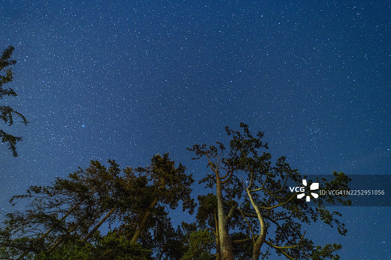 松树与星辰图片素材