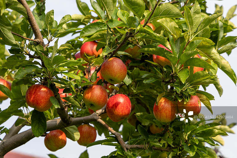 一棵挂满果实的苹果树图片素材