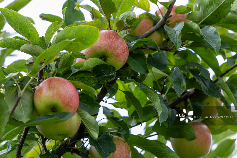 一棵结满果实的苹果树图片素材