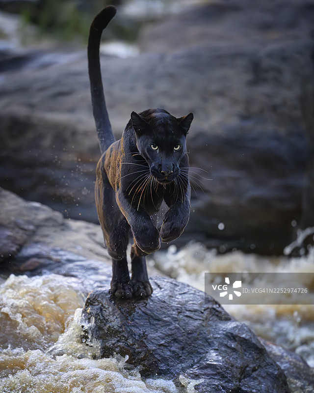惊艳的黑豹近景，它正穿越莱基皮亚的埃瓦索恩吉罗河图片素材