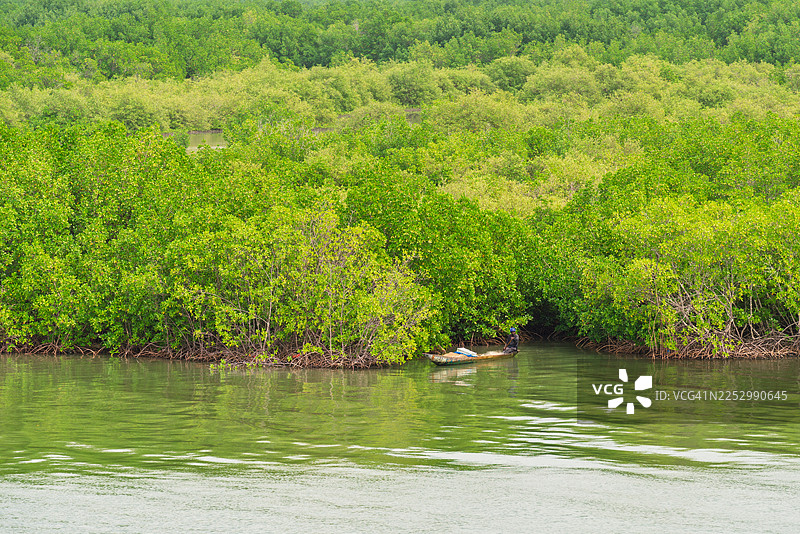 卡萨芒斯河畔，渔民在郁郁葱葱的红树林旁乘坐皮划艇。图片素材
