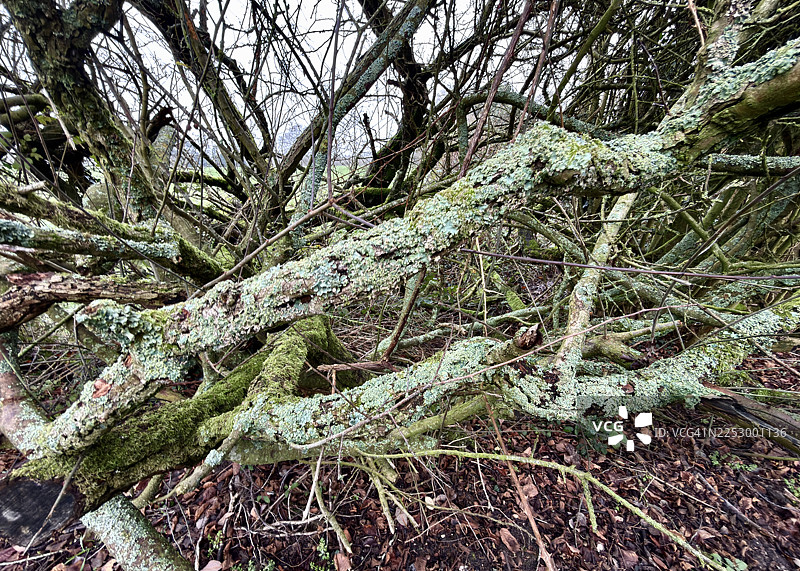 山羊柳树枝，柳枝上长有绿色的锤纹盾衣，形成篱笆图片素材