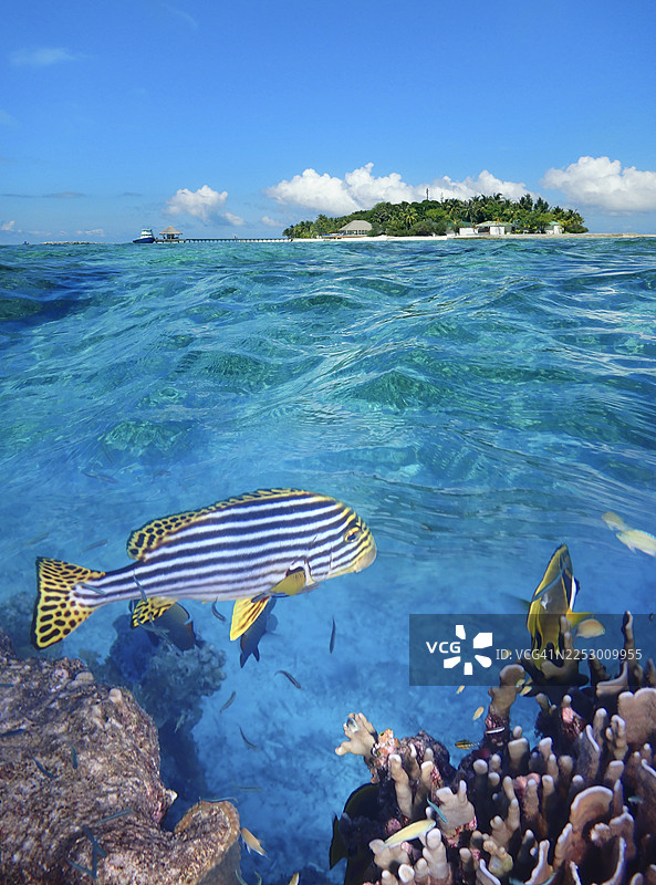 马尔代夫埃里亚杜岛（Eriyadoo/Eriyadu Island）的分层景观，包括水上和水下视角，以及东方笛鲷（Plectorhinchus orientalis）图片素材