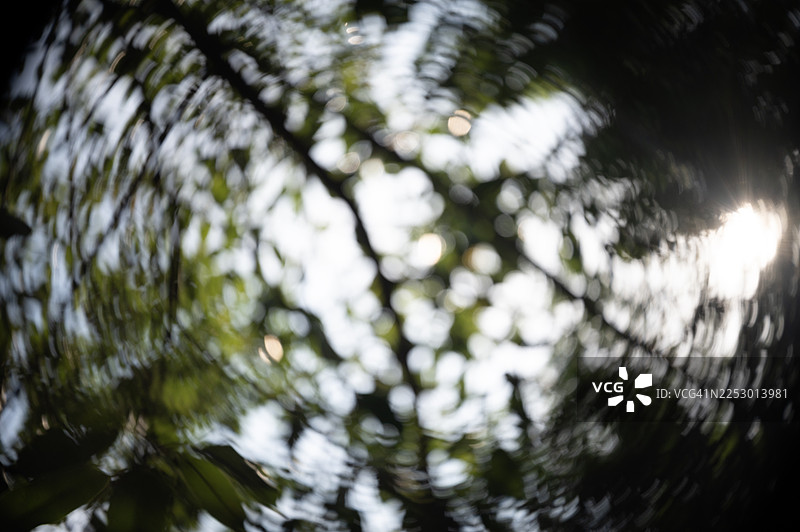 阳光透过充满活力的绿色树冠，带有模糊效果。图片素材