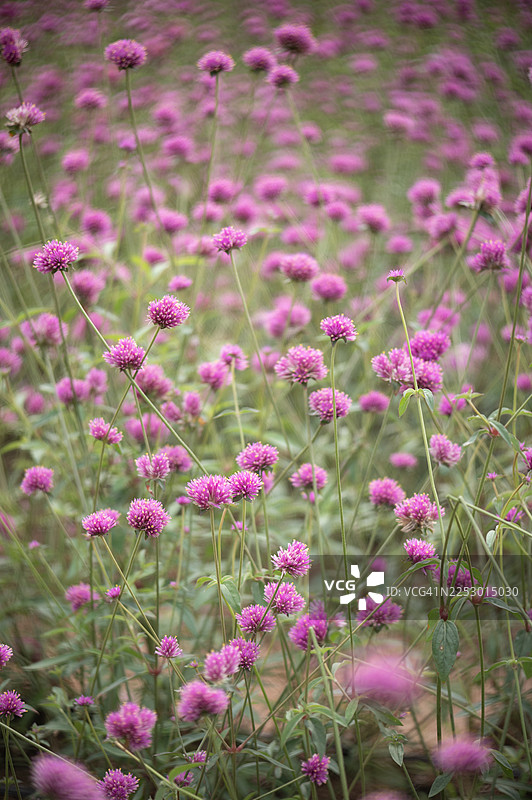 粉色花朵的特写镜头，背景柔和虚化图片素材