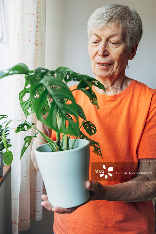一位年长的女士正在照料一盆龟背竹盆栽图片素材