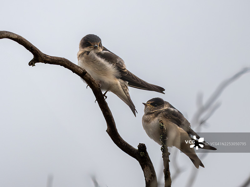 树栖马丁图片素材
