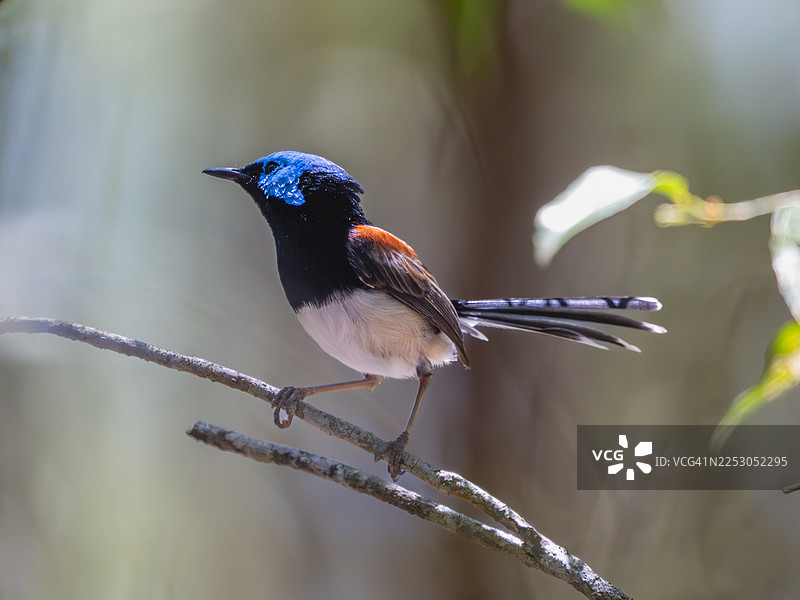 可爱的仙鹟图片素材