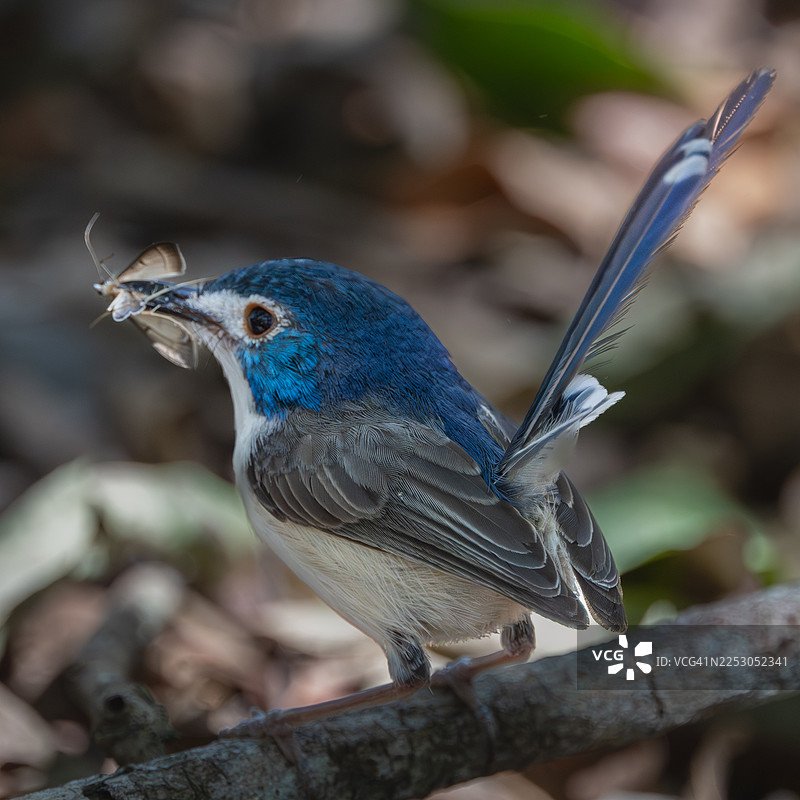 可爱的妖精鹟图片素材