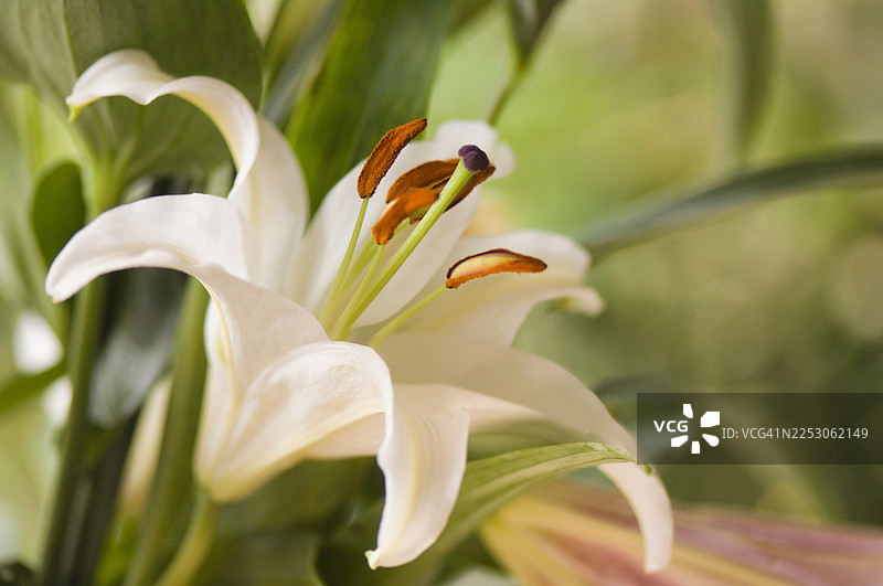 一束纯净的白色东方百合卡萨布兰卡伸展绽放图片素材