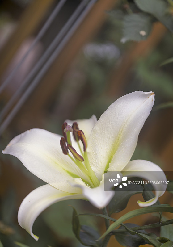 夏季花园中盛开的纯白色东方百合卡萨布兰卡图片素材