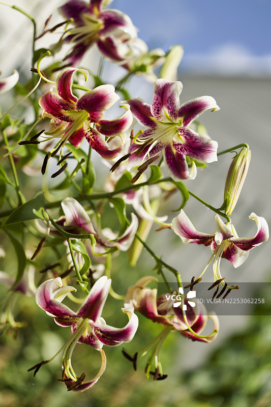 夏季花园中盛开的东方喇叭百合 '黑美人'图片素材