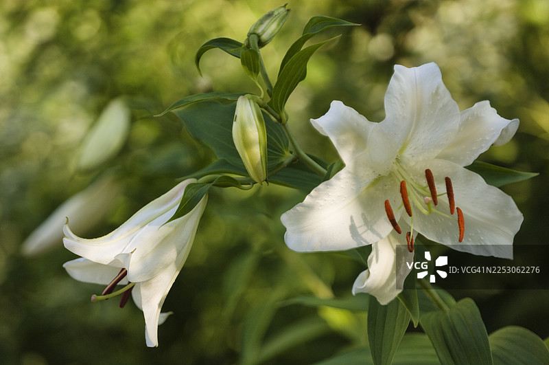 盛夏花园中，纯白的东方百合'卡萨布兰卡'绽放，一朵盛开，三朵含苞待放。图片素材