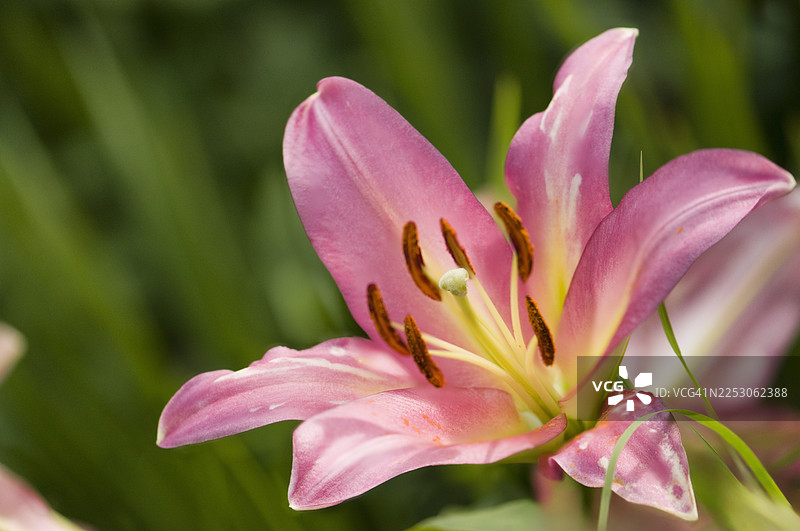 奥利佩特树东方百合红焰图片素材