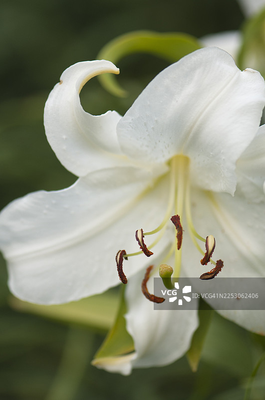 盛夏花园里盛开的纯白东方百合卡萨布兰卡图片素材
