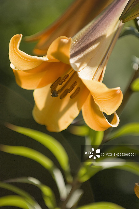 夏季花园里橙黄色的中国喇叭百合花的特写。图片素材