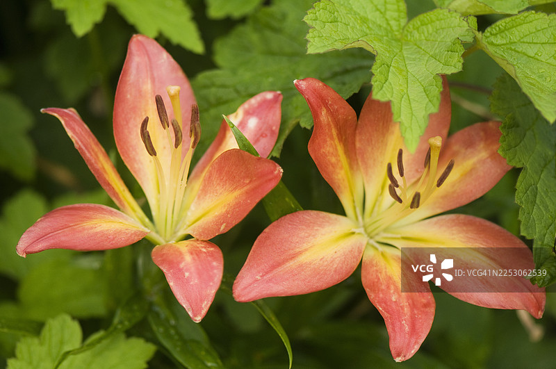 亚洲百合林达图片素材