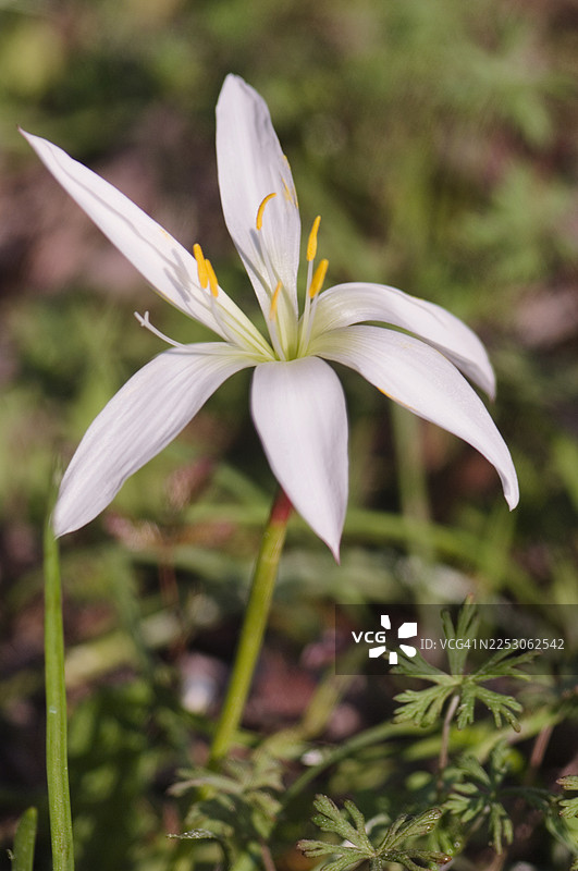雨百合花，泽兰属，伸展图片素材