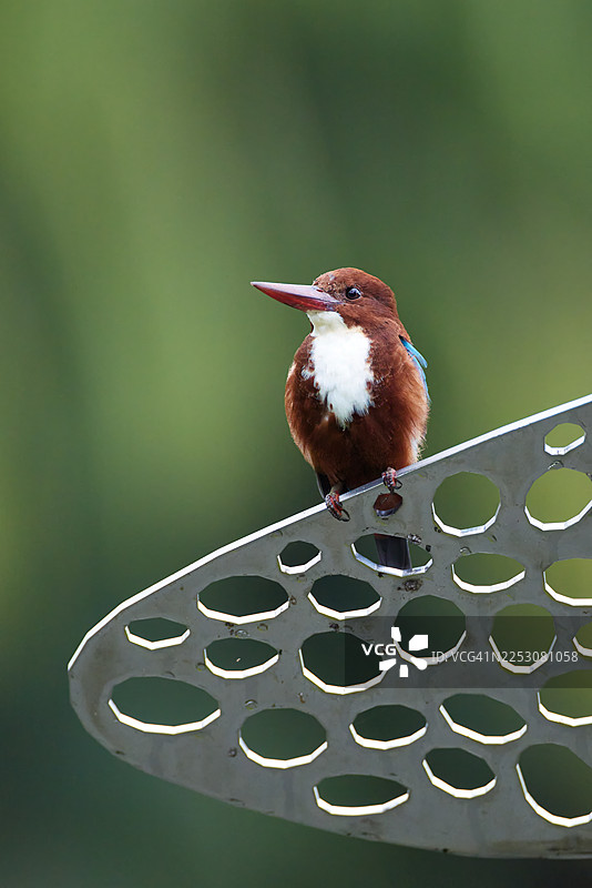 白喉翡翠图片素材