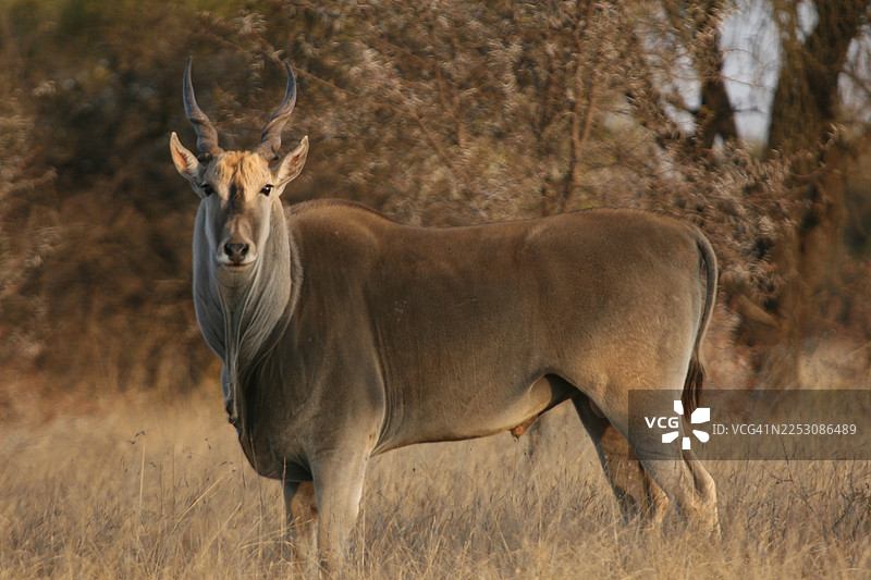 雄性普通捻角羚 - Taurotragus oryx。它体重可达一吨，是世界上第二重的羚羊图片素材