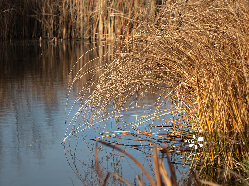 金色干草特写，弯曲覆盖在平静的池塘水面上，倒影清晰可见于蓝色水面。温暖的阳光照亮了弯曲的茎秆和岸边的茂密植被。图片素材