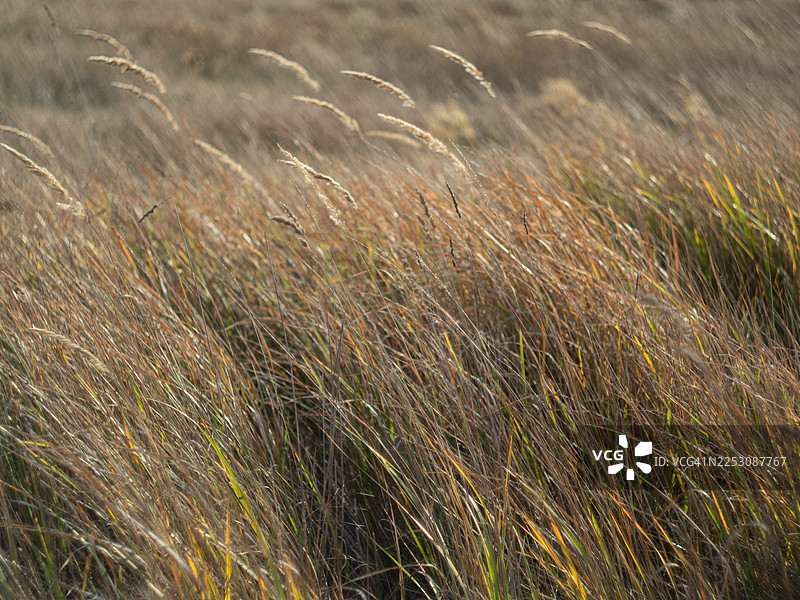 金色的草地在风中摇曳，阳光照亮了穗头，捕捉着光线。茂密的纹理叶片营造出充满活力的秋季田野景象，柔和的背景虚化强调了动感和温暖的自然色调。图片素材