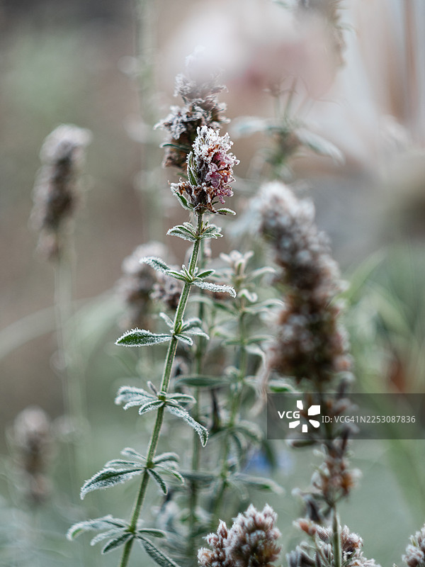 特写镜头，覆盖着霜的草本植物茎，带有狭窄的绿叶和成簇的花穗，上面覆盖着白霜。冰冻的花蕾和纹理分明的叶子在柔和模糊的冬季花园背景下脱颖而出，突出了精致的冰冷细节。图片素材