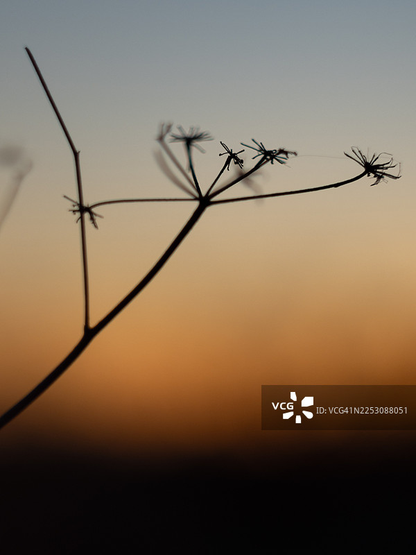 柔软渐变落日天空下的干枯伞形花序植物剪影。温暖的余晖突出了其精致的枝条结构和细小的种子头细节。图片素材